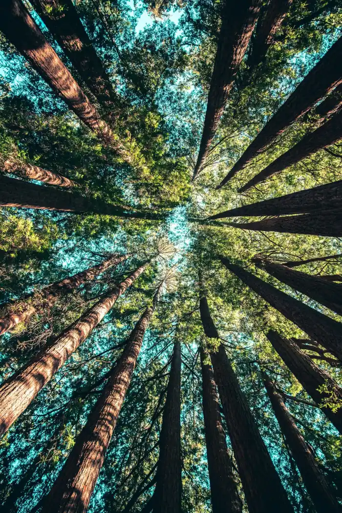 Des cimes d'arbres vues depuis le sol, se rejoignant vers la lumière